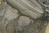 Triassic Aged Stromatolite Fossil - England #167385-1
